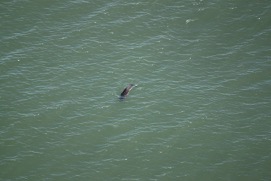 Missing Picture